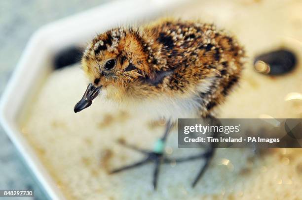 Rare spoon-billed sandpiper chicks, News Photo