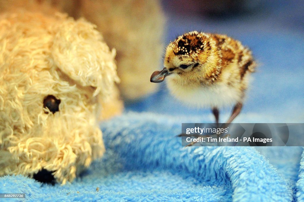 Rare spoon-billed sandpiper chicks
