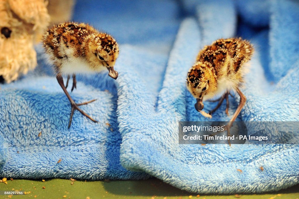 Rare spoon-billed sandpiper chicks