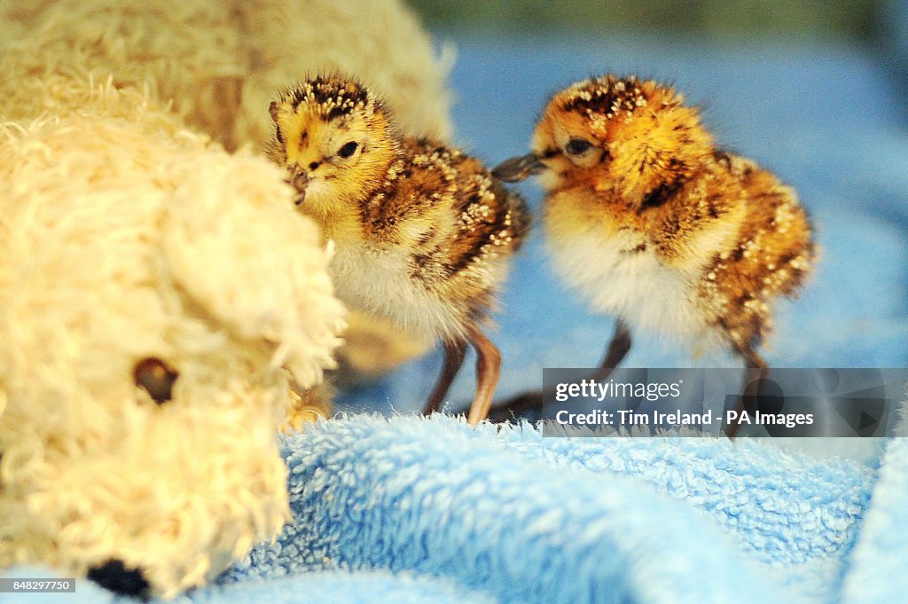 Rare spoon-billed sandpiper chicks