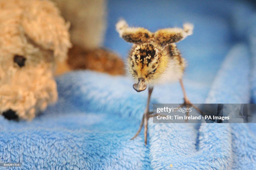 Rare spoon-billed sandpiper chicks