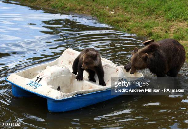 Nellie with seven month old cub Loki, the European brown bears enjoy themselves on a pedalo covered in their favourite treats including strawberry...