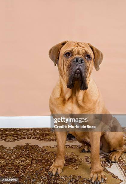 dog sitting on persian carpet - french mastiff stock pictures, royalty-free photos & images