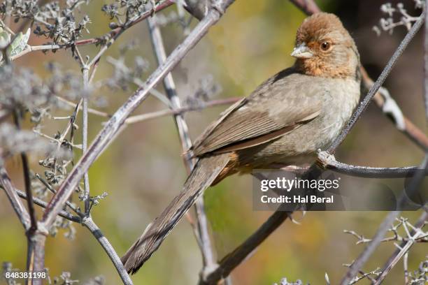 california towhee - towhee stock pictures, royalty-free photos & images