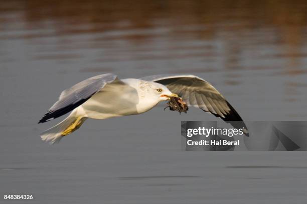 california gull flying with a bat in it's bill - gaviota de california fotografías e imágenes de stock