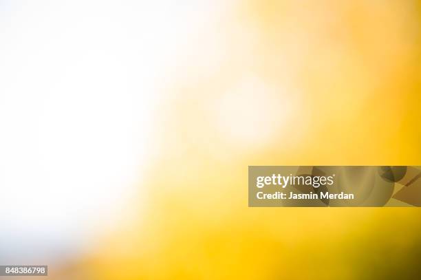 autumn leaves on sun - gold bokeh stock pictures, royalty-free photos & images