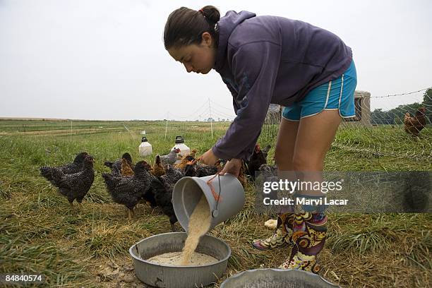 Deb Hicks feeds the chickens first thing in the morning at the Dickinson College farm on June 25, 2008 in Boiling Springs, Pennsylvania. The...