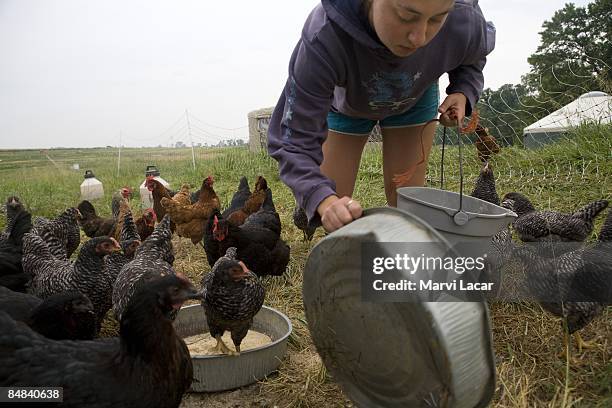 Deb Hicks feeds the chickens first thing in the morning at the Dickinson College farm on June 25, 2008 in Boiling Springs, Pennsylvania. The...