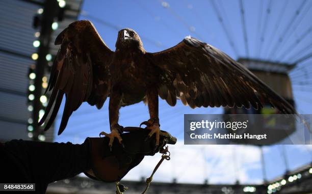 The eagle mascot Attila of Frankfurt is seen during the Bundesliga match between Eintracht Frankfurt and FC Augsburg at Commerzbank-Arena on...