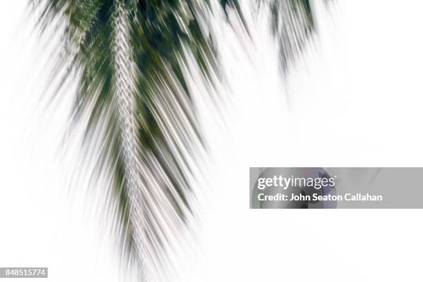 coconut frond on anjouan island - anjouan island stock pictures, royalty-free photos & images