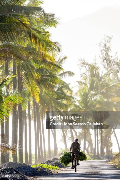 coconut grove on anjouan island - mutsamudu stock-fotos und bilder
