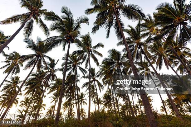 coconut grove on anjouan island - anjouan island stock pictures, royalty-free photos & images