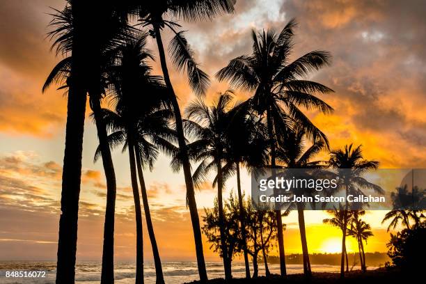 coconut grove on anjouan island - anjouan island stock pictures, royalty-free photos & images