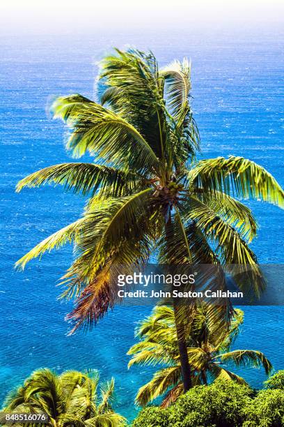 coconut grove on anjouan island - mutsamudu stock-fotos und bilder