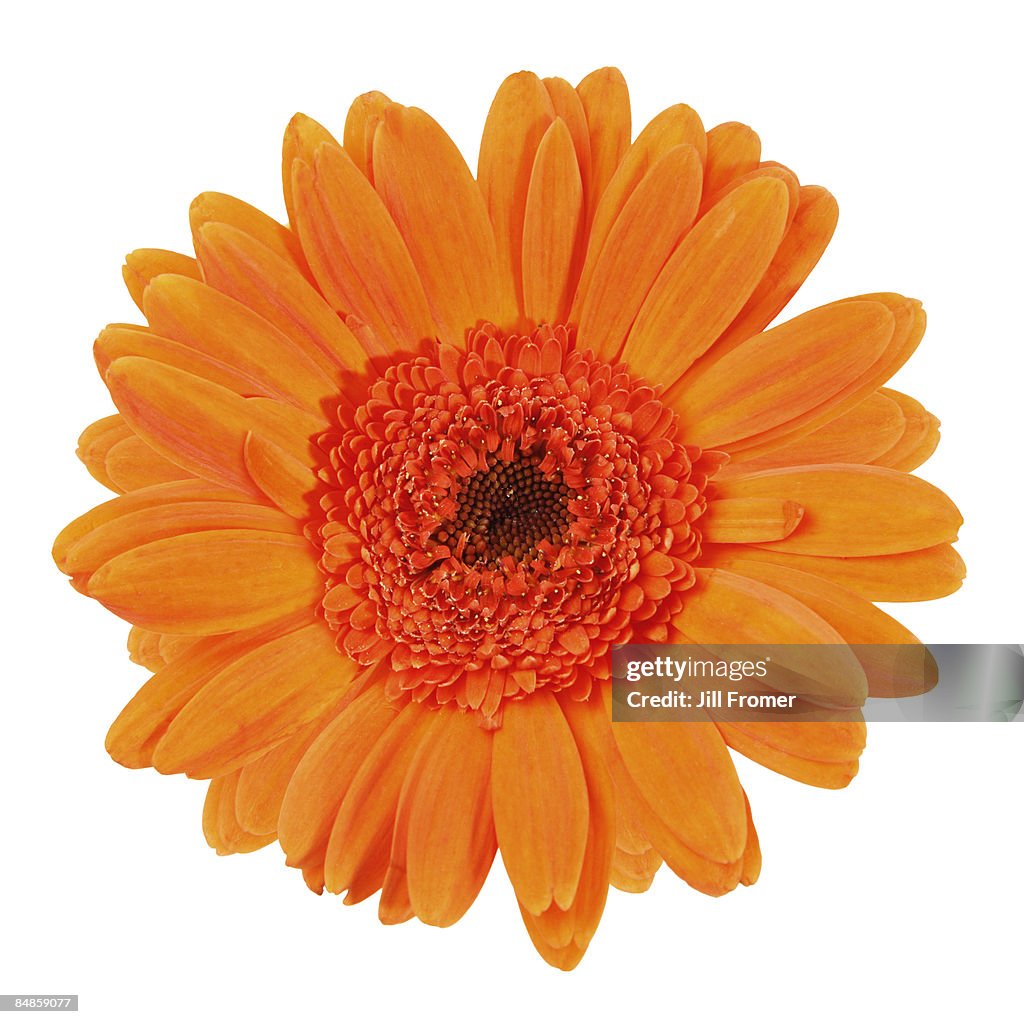 Orange Gerbera Daisy Isolated on White