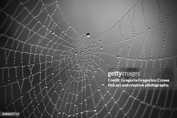 spider web with dew - gregoria gregoriou crowe fine art and creative photography - fotografias e filmes do acervo