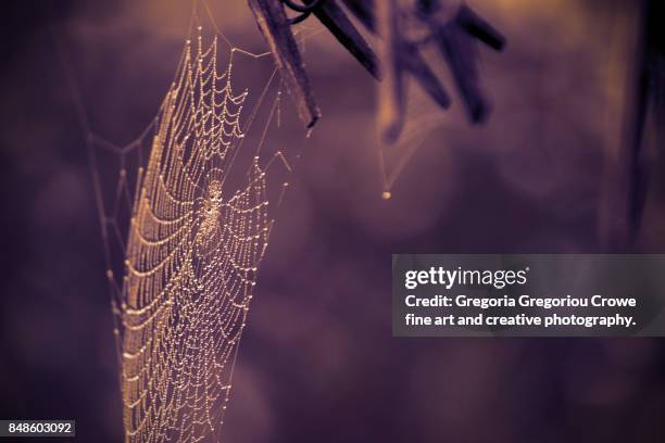 spider web with rain drops - gregoria gregoriou crowe fine art and creative photography - fotografias e filmes do acervo