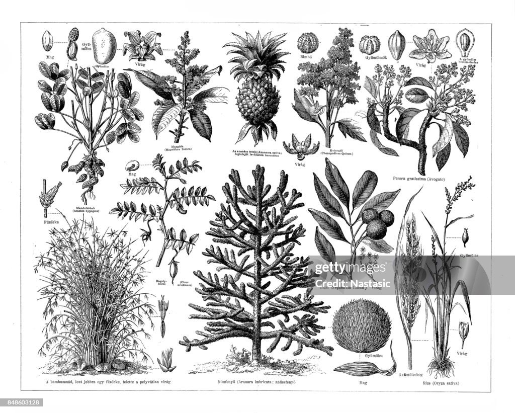 Food plants and trees