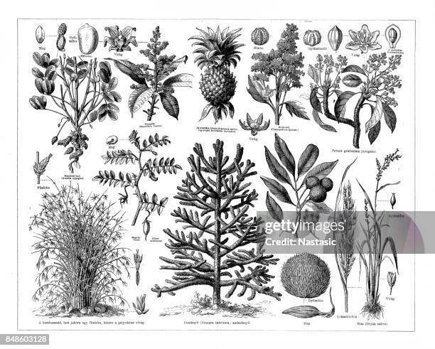 food plants and trees - monkey puzzle tree stock illustrations