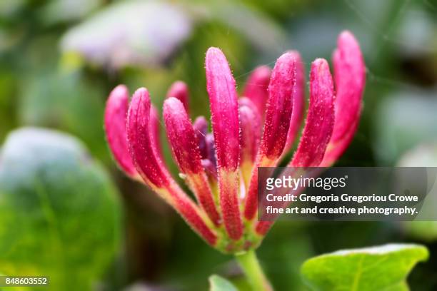 pink honeysuckle buds. lonicera - gregoria gregoriou crowe fine art and creative photography fotografías e imágenes de stock