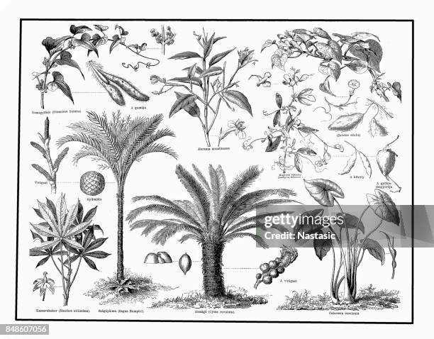 food plants - sagittaria aquatic plant stock illustrations