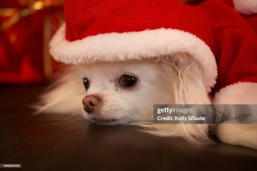 Christmas for Pets