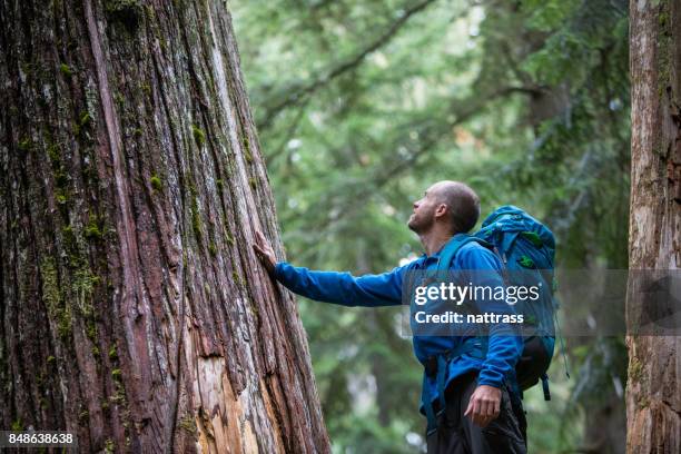 young male admiring the ancient cedars - big cedar tree stock pictures, royalty-free photos & images