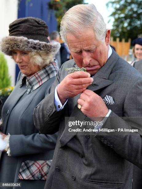 The Prince of Wales puts some heather in his button hole as he arrives to watch the horse racing during The William Hill Supporting Dumfries House...