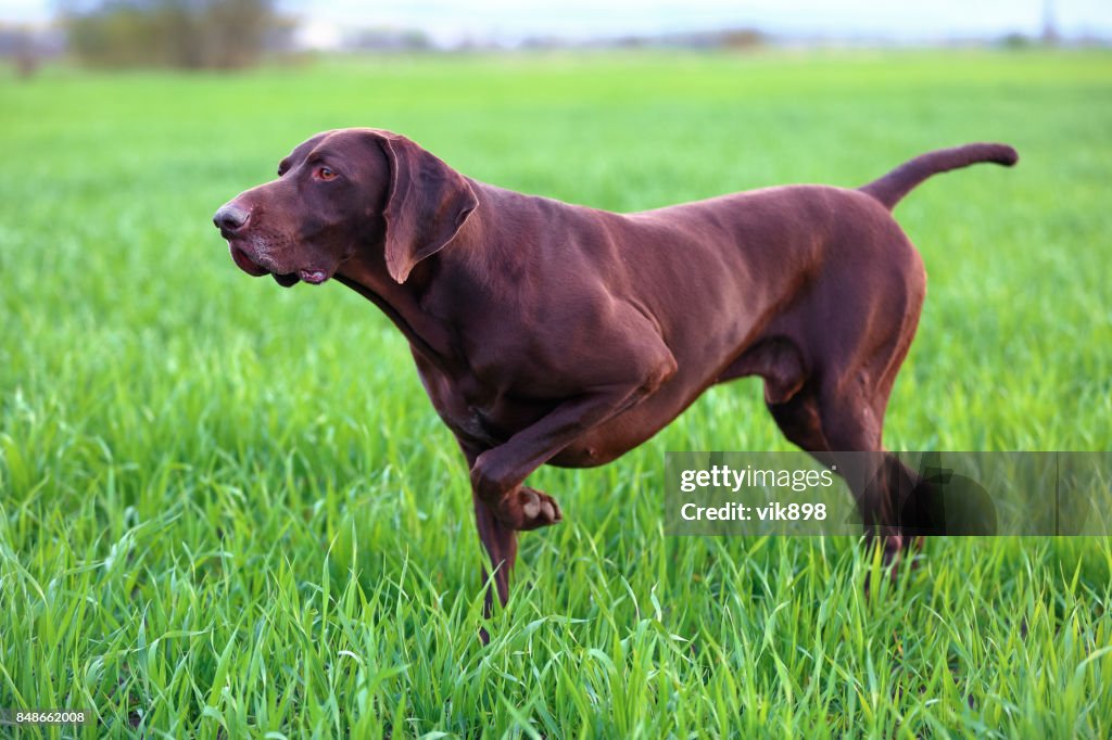 The brown hunting dog freezed in the pose smelling the wildfowl in the green grass. German Shorthaired Pointer.