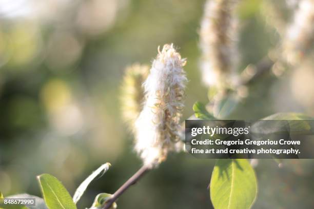 pussy willow - gregoria gregoriou crowe fine art and creative photography fotografías e imágenes de stock