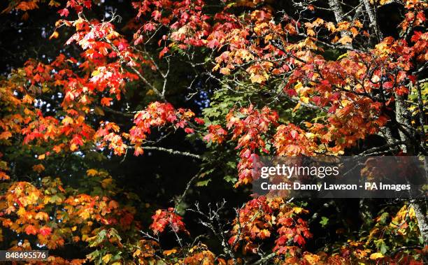 Autumn leaves in Pollok Park in Glasgow, Scotland.