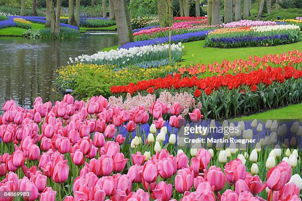 formal garden in spring with tulips. - muscari - fotografias e filmes do acervo