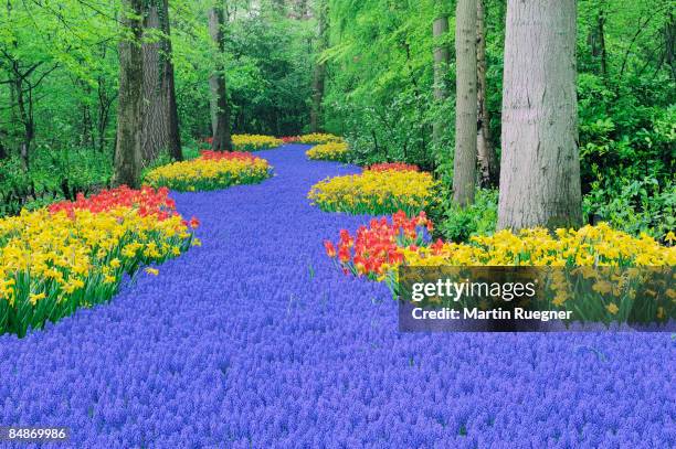 springtime garden design. - keukenhof stock-fotos und bilder