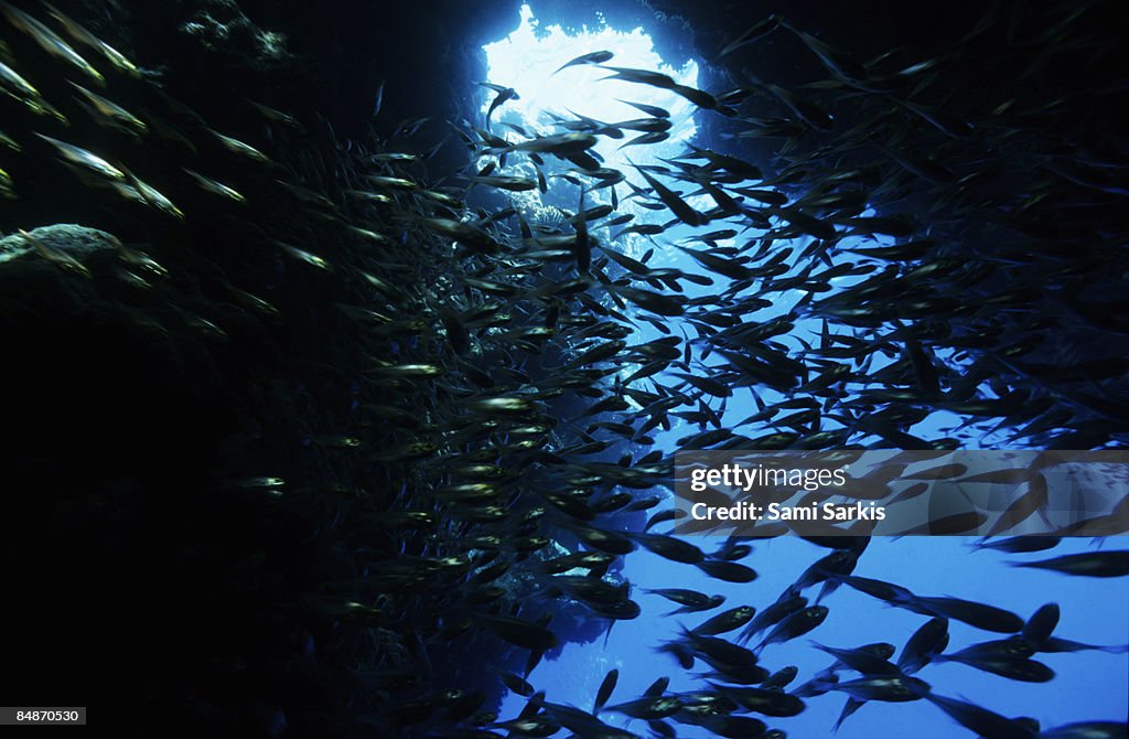 School of Glass fish in an underwater cave