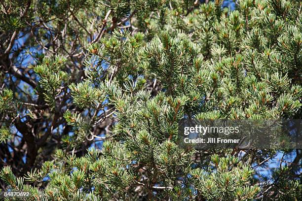 Pinon Tree Photos and Premium High Res Pictures - Getty Images