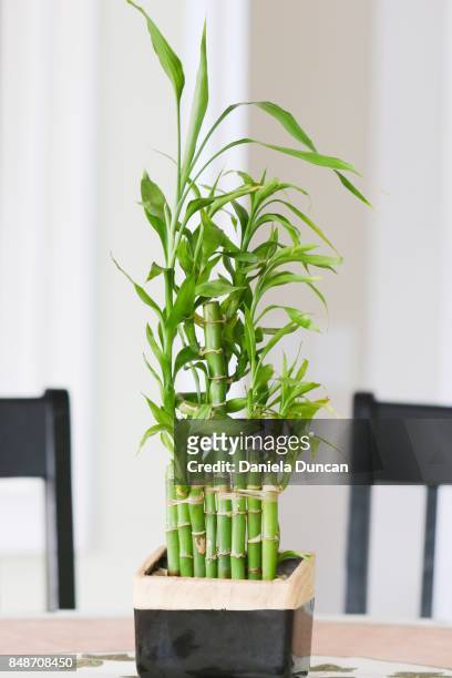 bamboo plant indoor - bamboo plant stockfoto's en -beelden