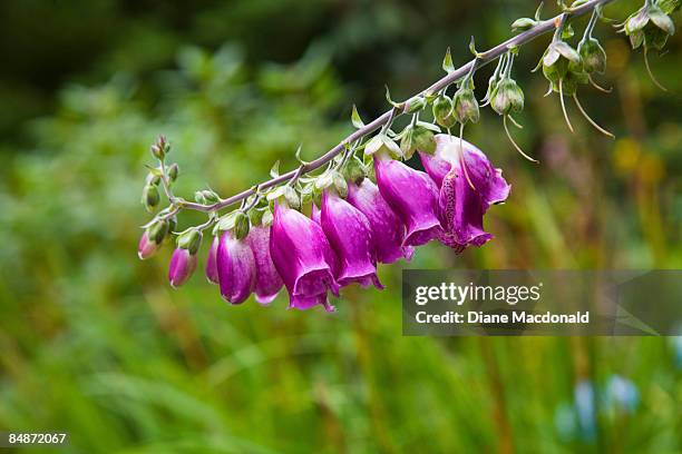 wild foxglove (digitalis purpurea), summer  - digitalis alba stock pictures, royalty-free photos & images