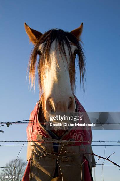 scotland, close-up of a clydesdale horse - clydesdale horse stock-fotos und bilder