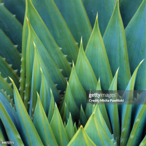 spiky green succulent - new zealand leaves stock pictures, royalty-free photos & images