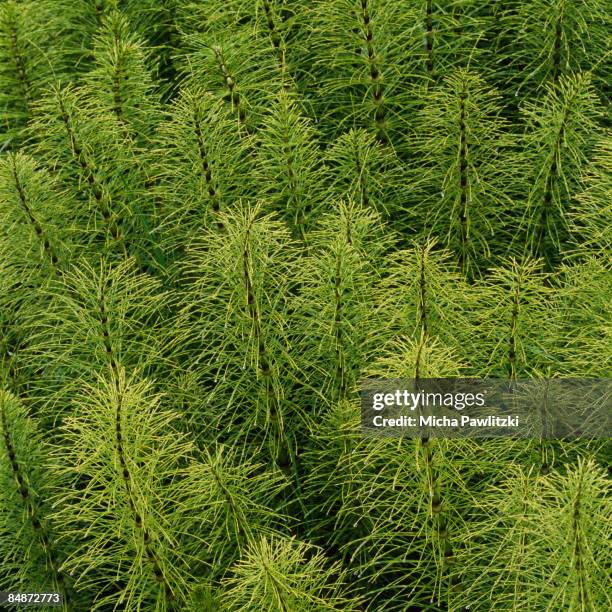 horsetail (equisetum arvense) - ackerschachtelhalm stock-fotos und bilder
