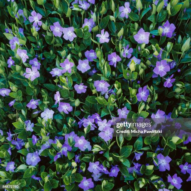 dense carpet of periwinkle (vinca minor) - flowering plant - fotografias e filmes do acervo