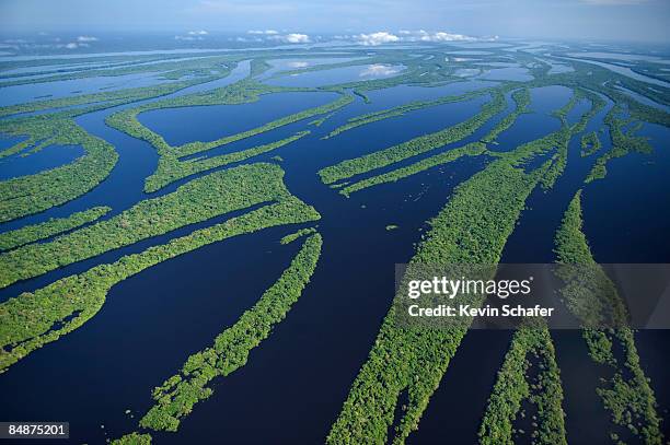 anavilhanas archipelago, brazil - regione amazzonica foto e immagini stock