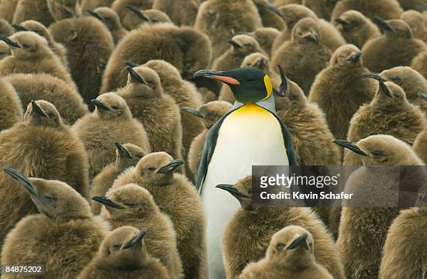 king penguin with chicks - juxtaposition stock-fotos und bilder
