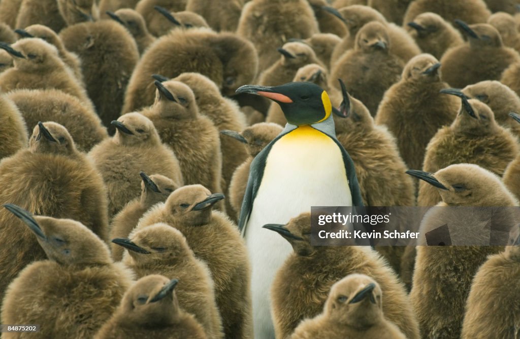 King Penguin with chicks