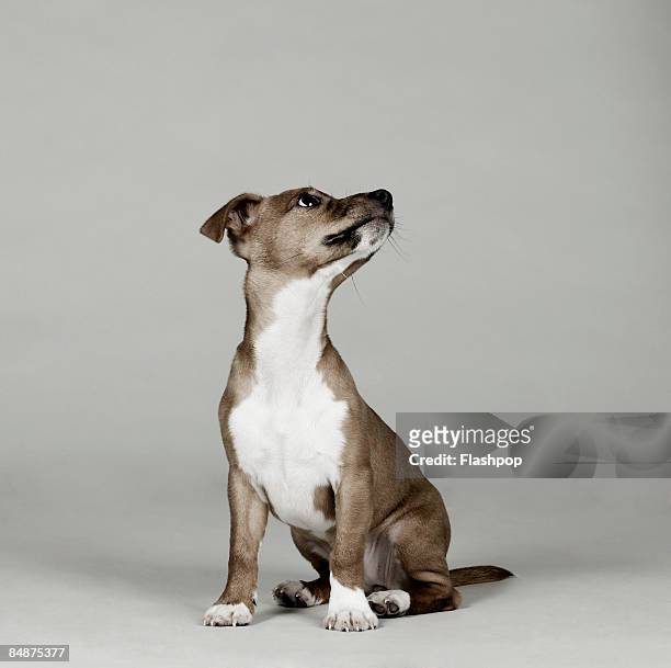 portrait of dog looking up - perro fotografías e imágenes de stock