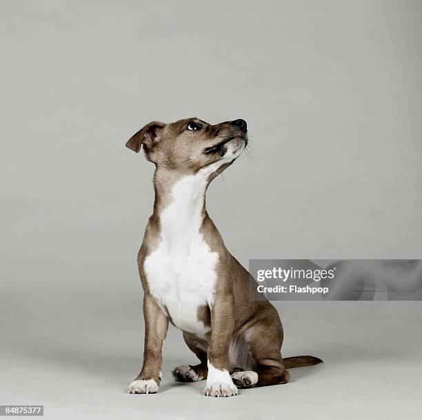 portrait of dog looking up - sitting ストックフォトと画像