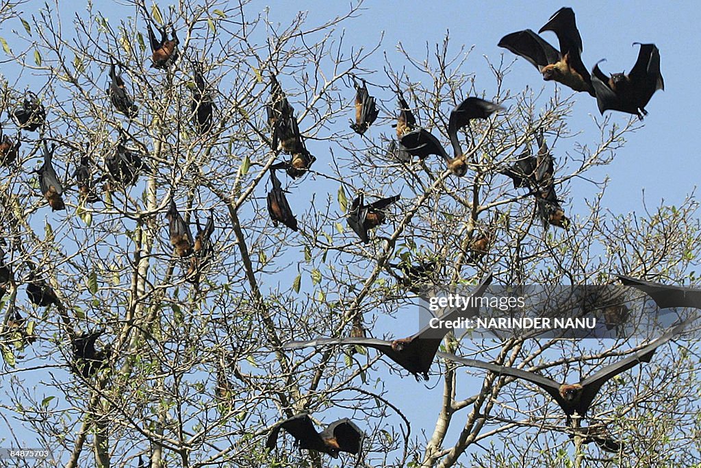 Flying-foxes hang upside-down in a tree