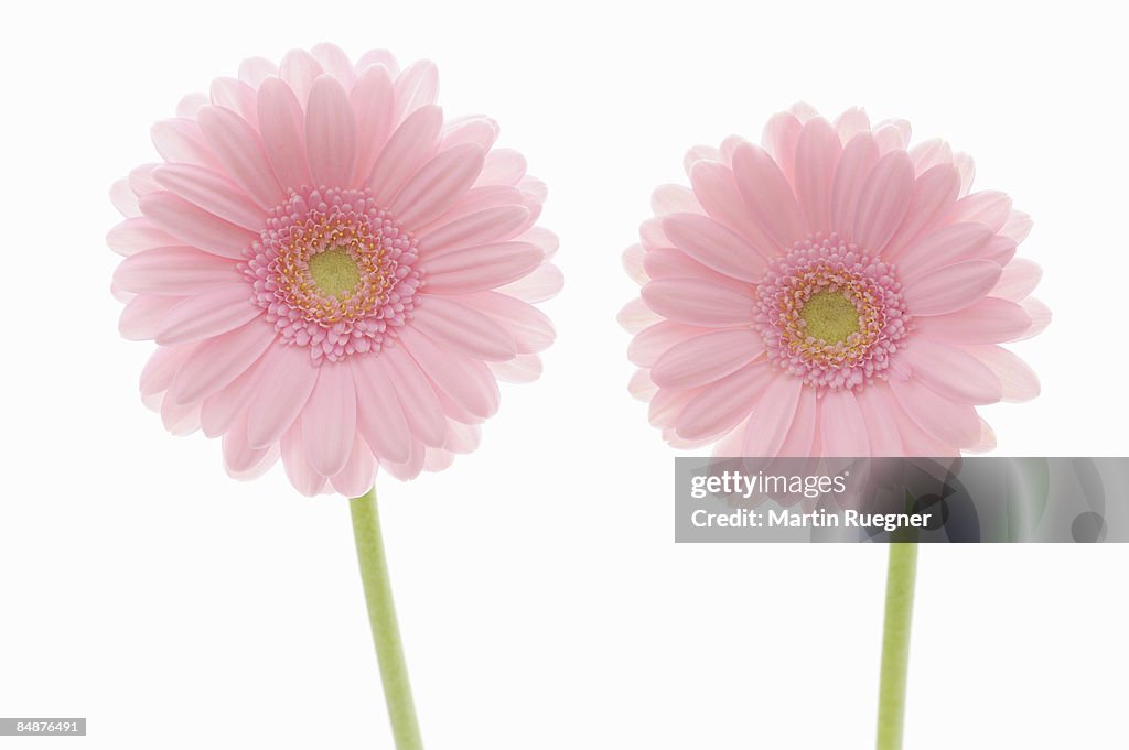 Pink Gerbera daisy, white background.