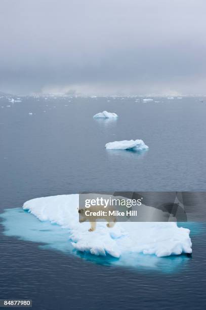 polar bear on iceberg - polar bear iceberg stock pictures, royalty-free photos & images