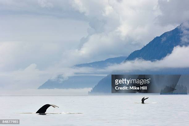 humpback whales diving - alaska coastline stock pictures, royalty-free photos & images